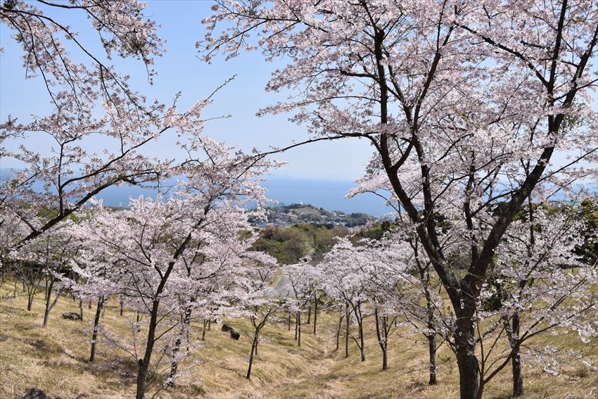 Vườn hoa anh đào Ogiyama