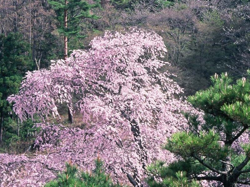 Akawakannon's Weeping Cherry Blossom