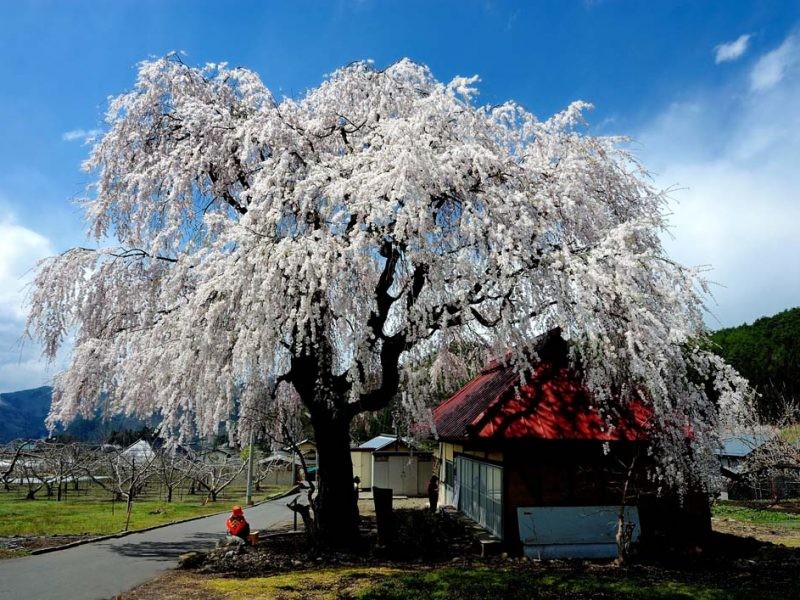 長野県高山村でぜひ見ておきたい「信州高山五大桜」