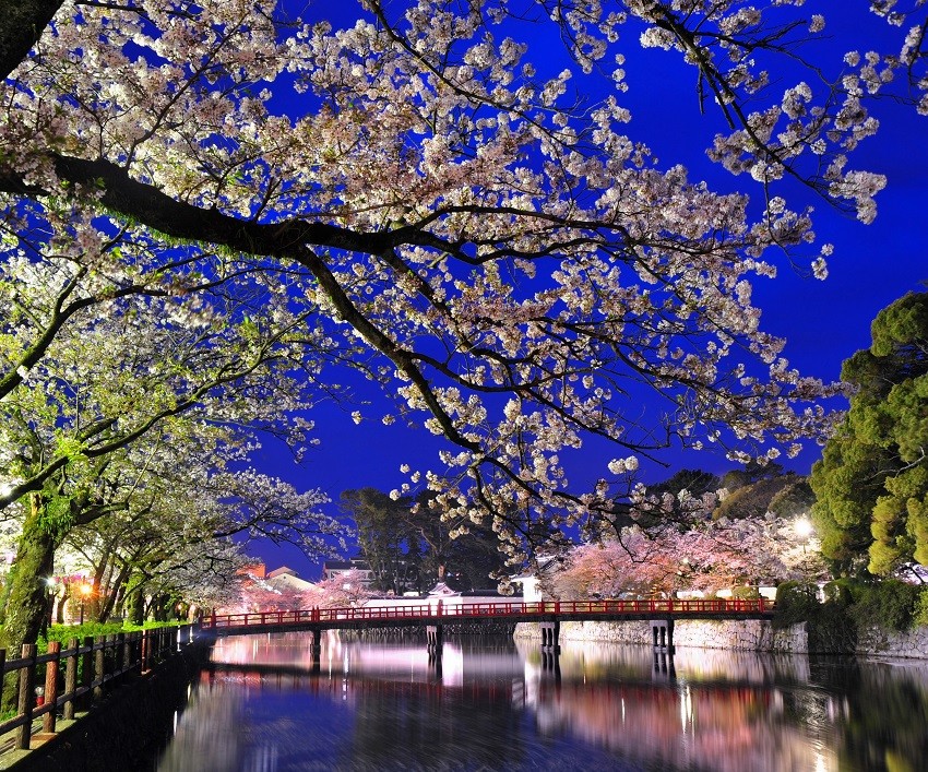 小田原城的櫻花魅力其二 超級夢幻！日落後依時間變化 色彩繽紛的櫻花LED點燈秀