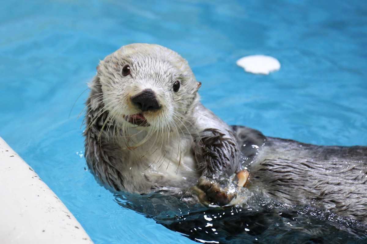 Toba Aquarium: The only place in Japan where sea otters are kept