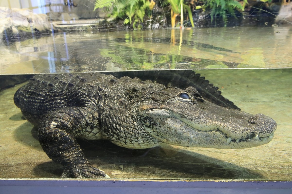 American Alligator: Two Giant Alligators on Display
