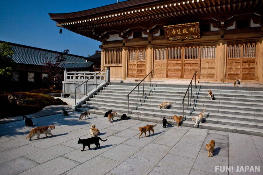 Fukui cat temple Gotanjoji