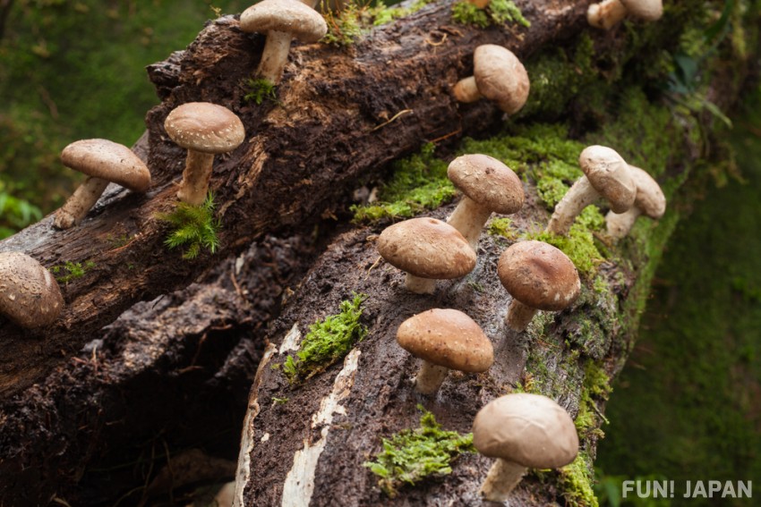 Discover Delicious Japanese Mushrooms