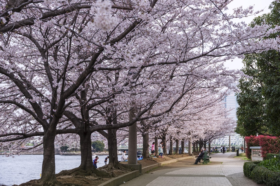 東京都 隅田公園 桜