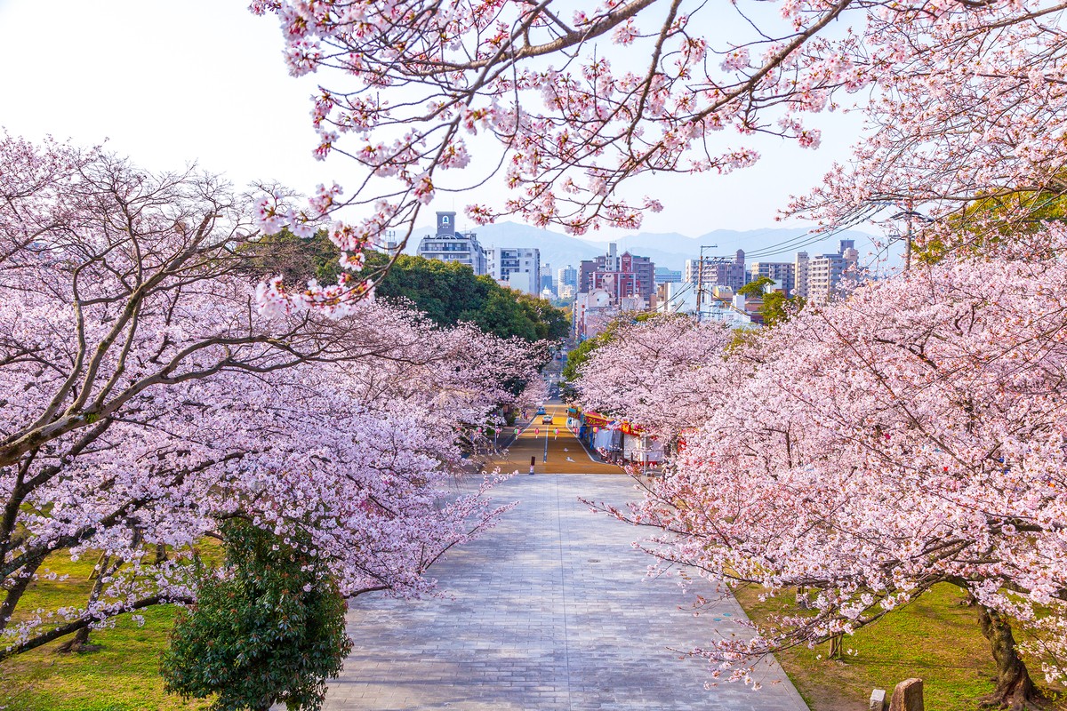 福岡県 西公園 桜