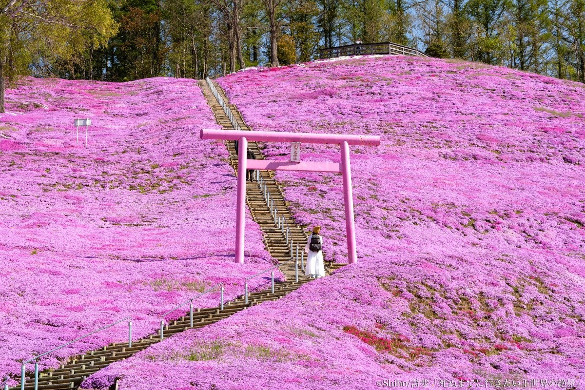 北海道網走「東藻琴芝櫻公園」