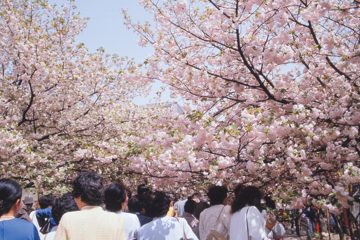 Osaka Prefecture: Cherry Blossom Viewing at Japan Mint