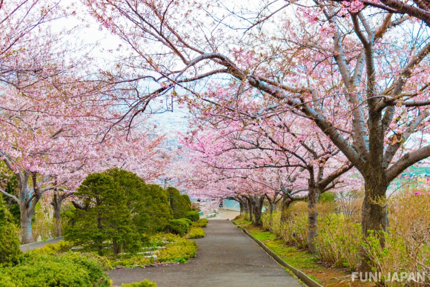 Cherry Blossom at Temiya Park, Otaru City