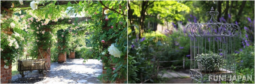 English Garden Rosa & Berry多和田