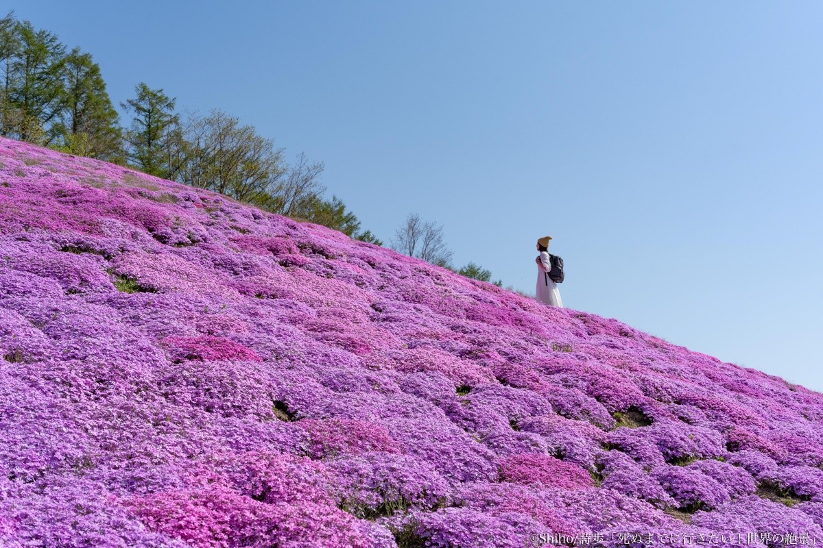 北海道網走「東藻琴芝櫻公園」