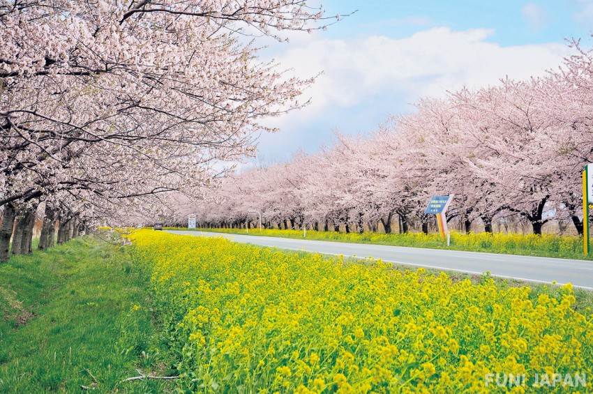 Akita Prefecture: Sakura & Nanohana Road, Ogata-mura, Minamiakita-gun