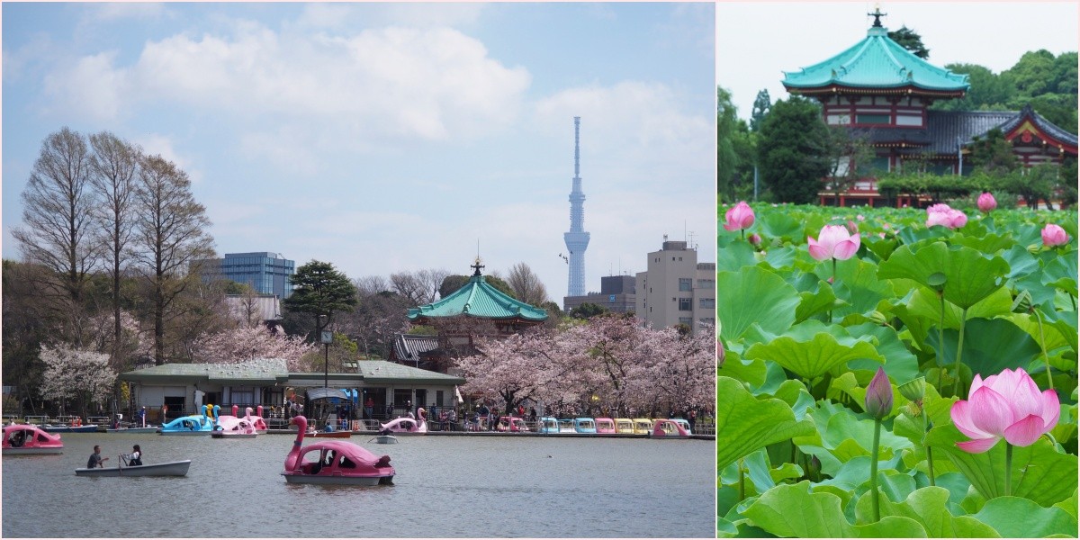 Ueno Park is full of highlights! Let's enjoy nature, museums and art galleries.