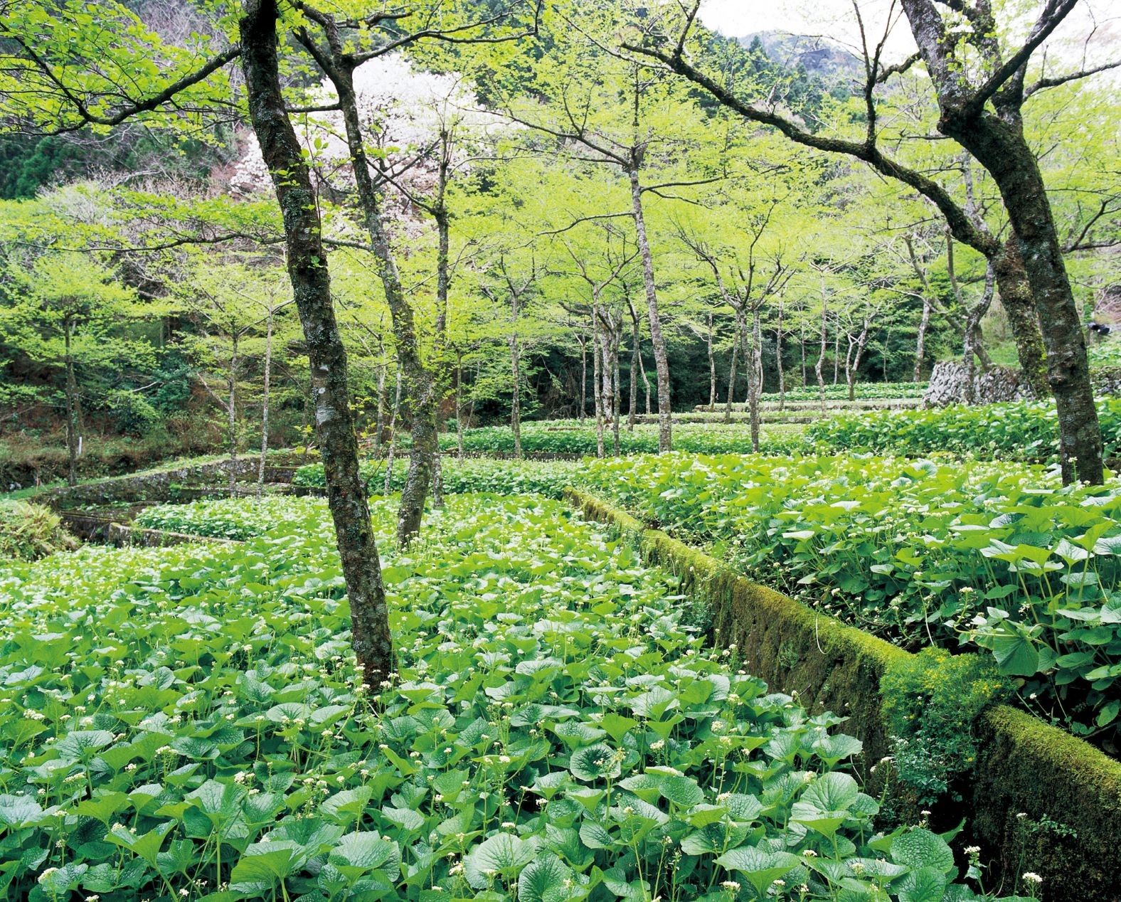 A wasabi field