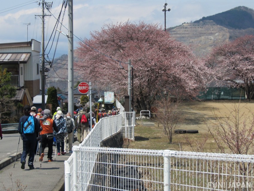 4月下旬から開催される「信州高山桜祭り」