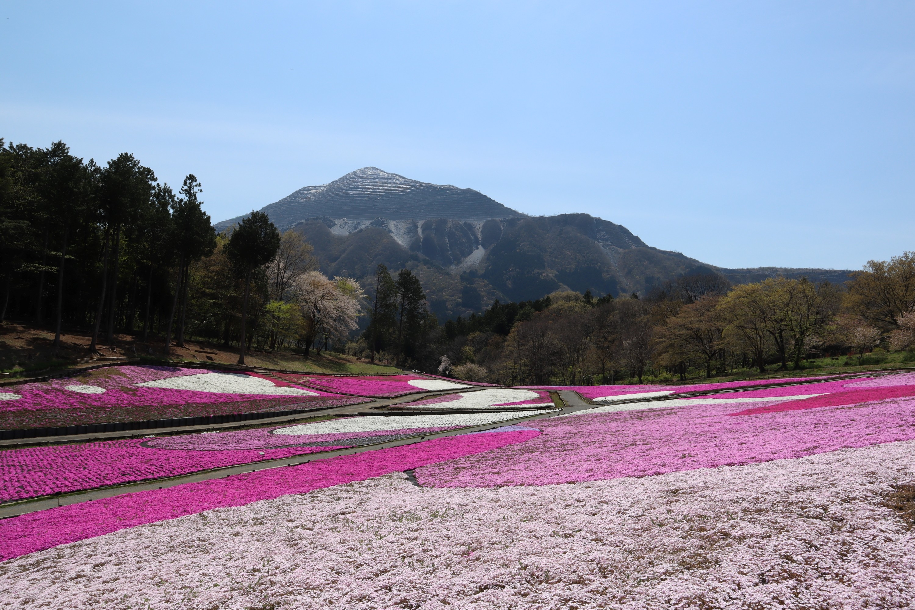 埼玉県 羊山公園の芝桜の丘 桜
