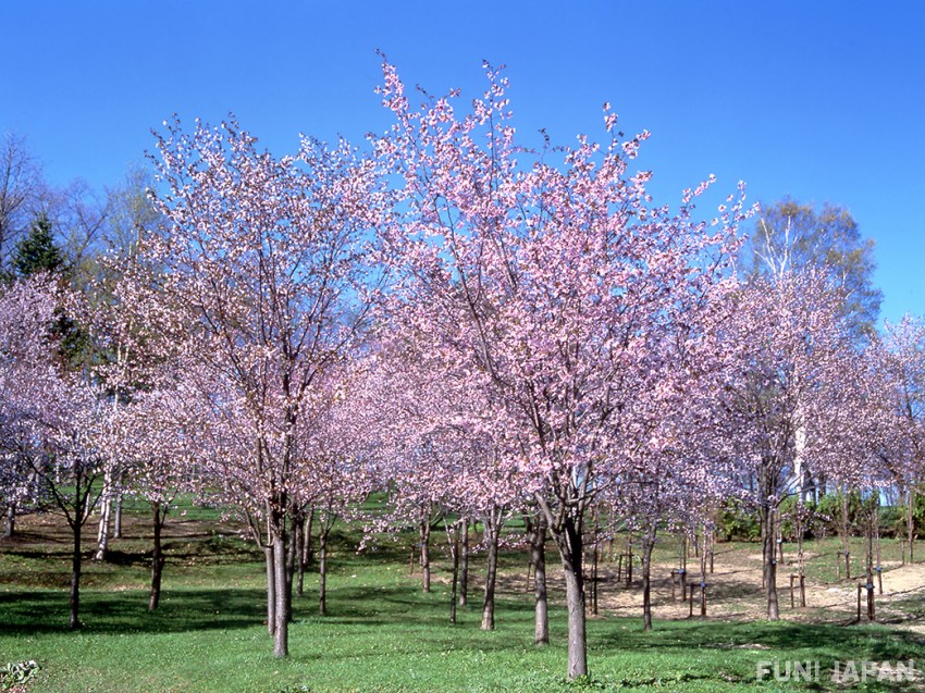 Cherry Blossom at Sakurayama Park, Fukagawa City