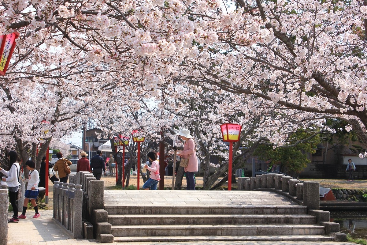 佐賀県 小城公園 桜