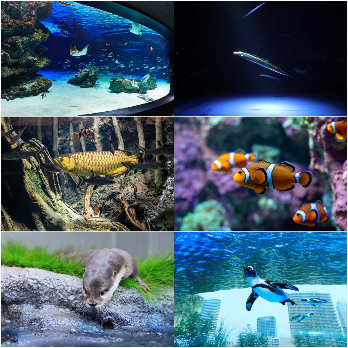 「サンシャイン水族館×GENERATIONS」のコラボイベント