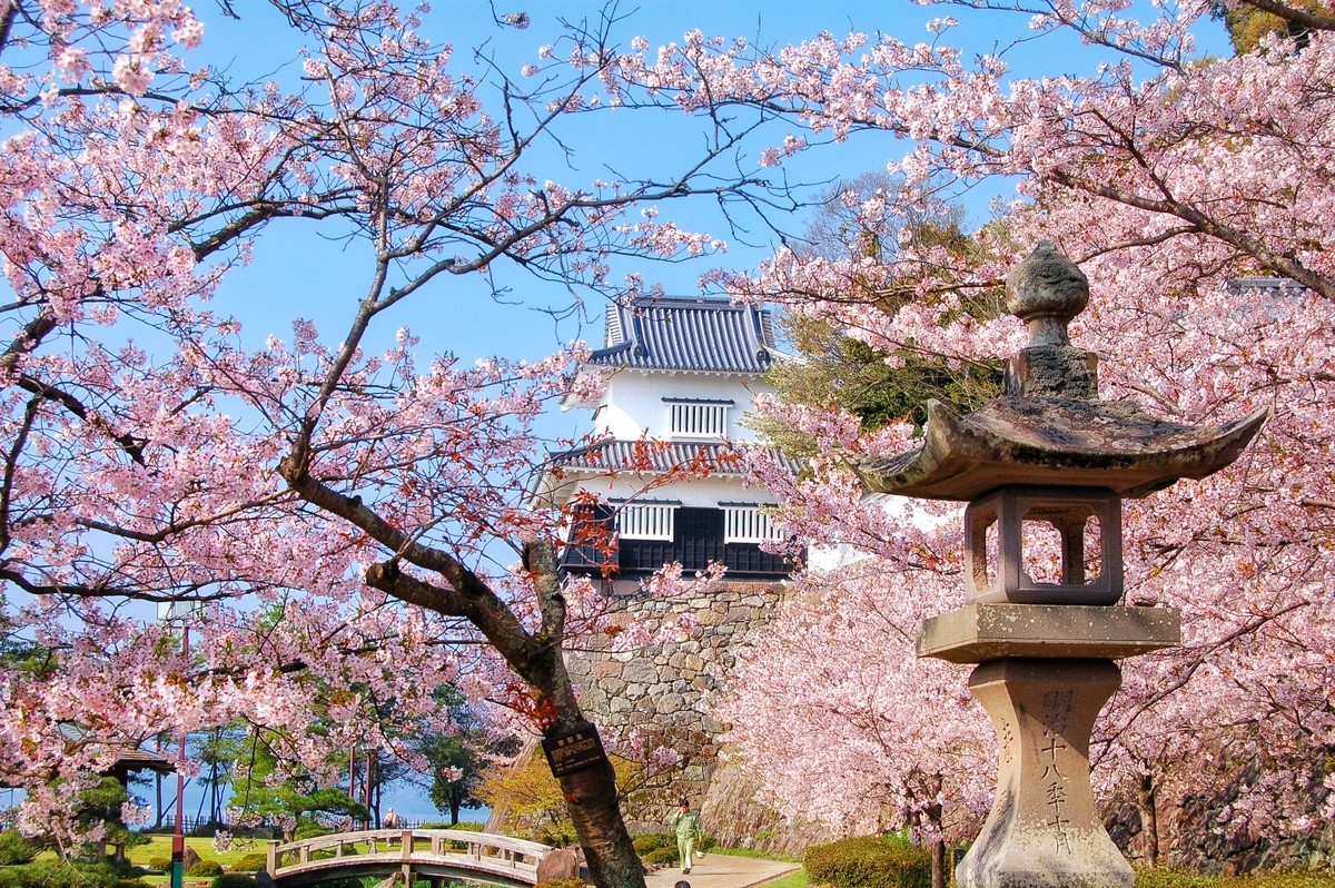 長崎県 大村公園 桜