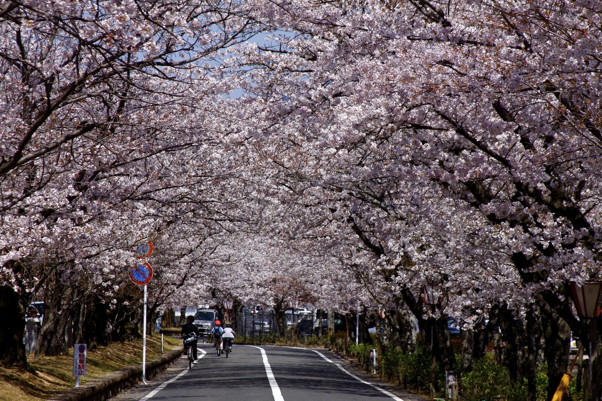 長崎県 大村公園 桜