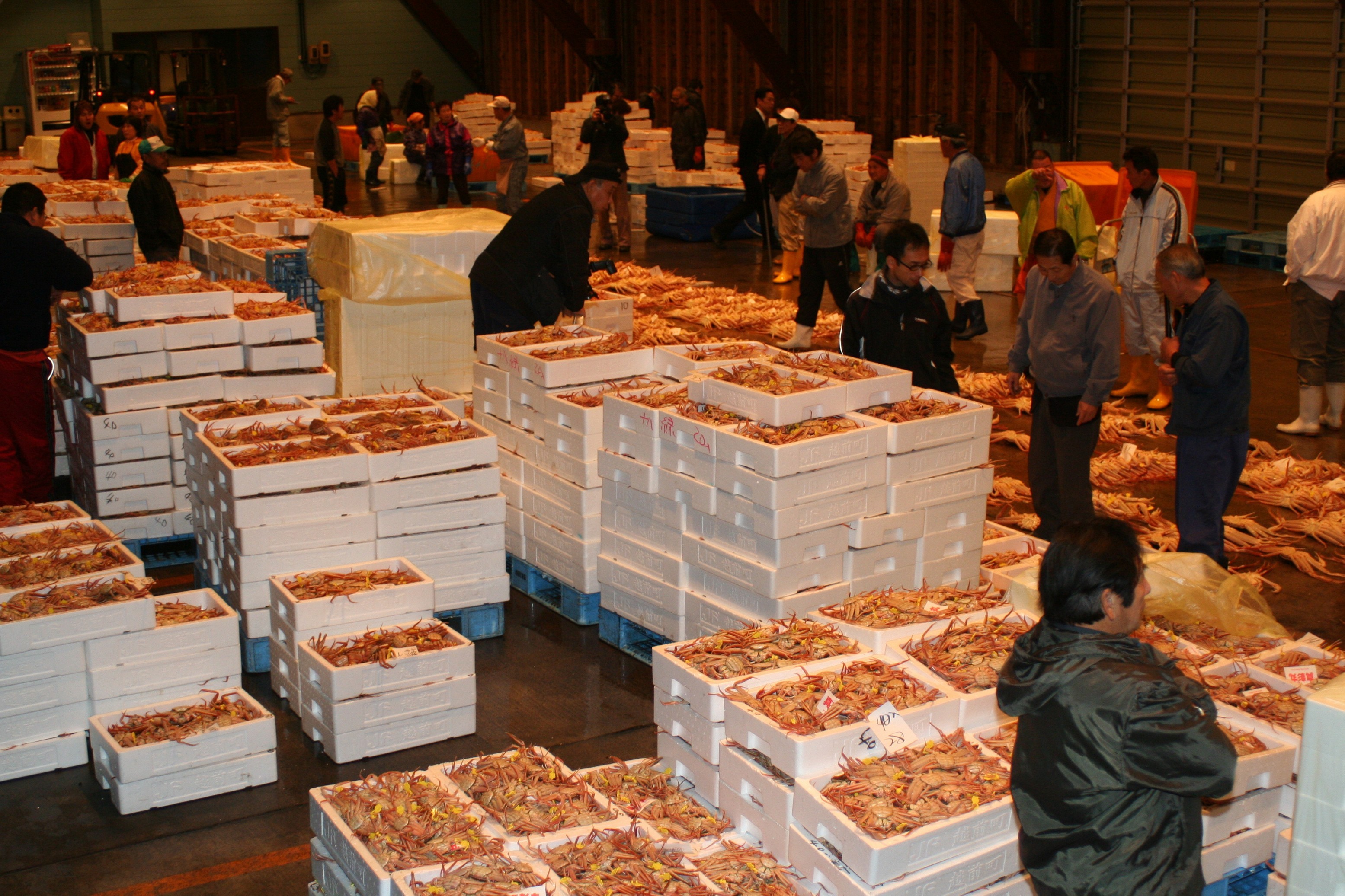 When is Fukui Prefecture's Echizen crab crab fishing ban lifted? When is the season?
