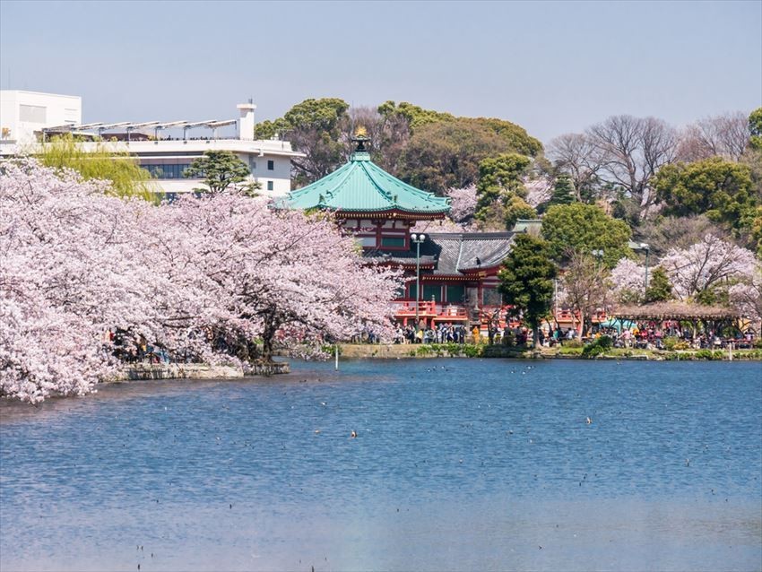 上野公園的春天櫻花