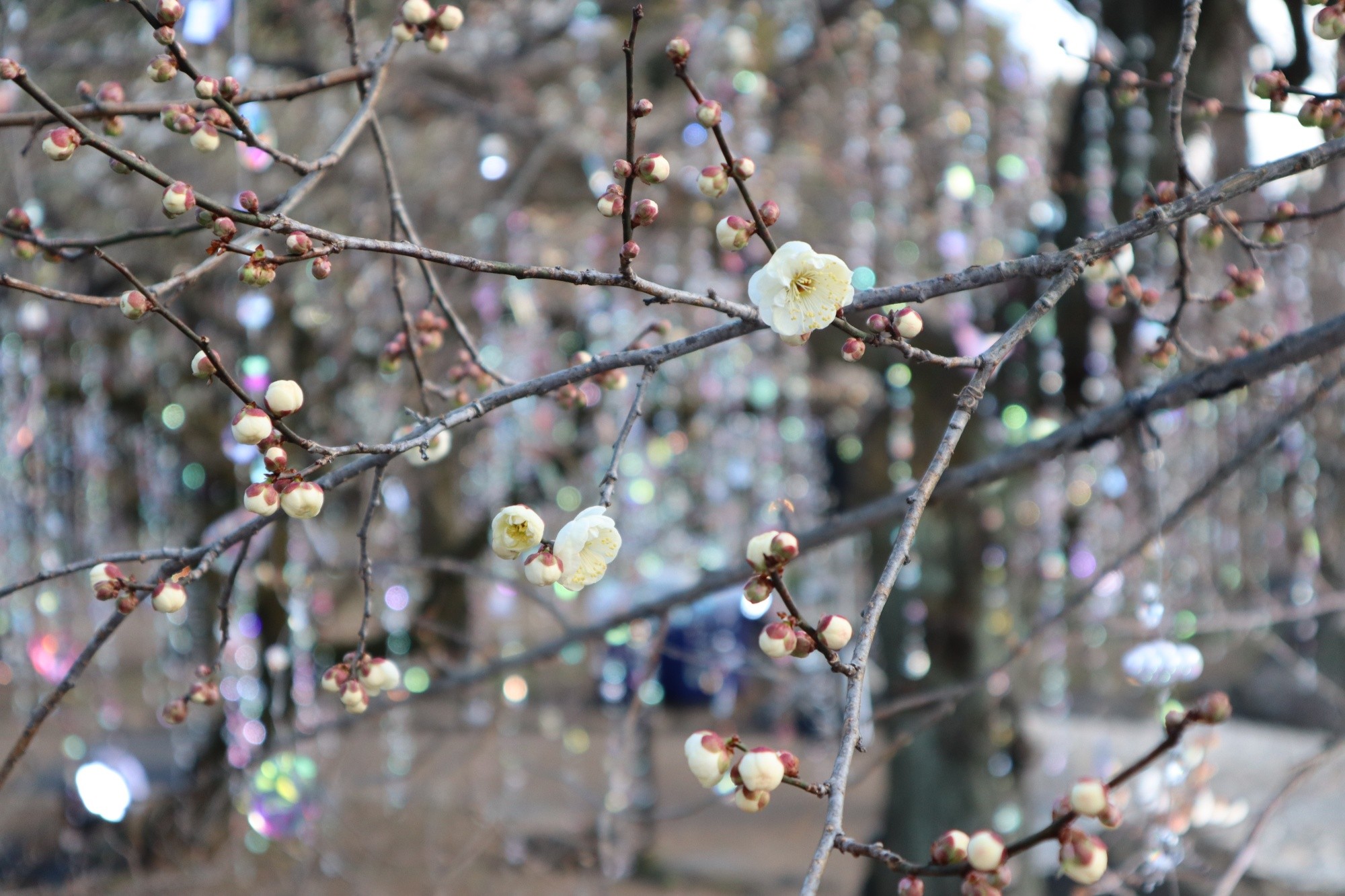 KYOTO NIPPON FESTIVAL 2026