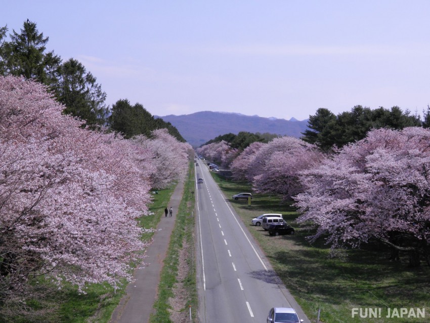 Cherry Blossoms at Nijukken Road Cherry Blossom Trees, Shinhidaka Town