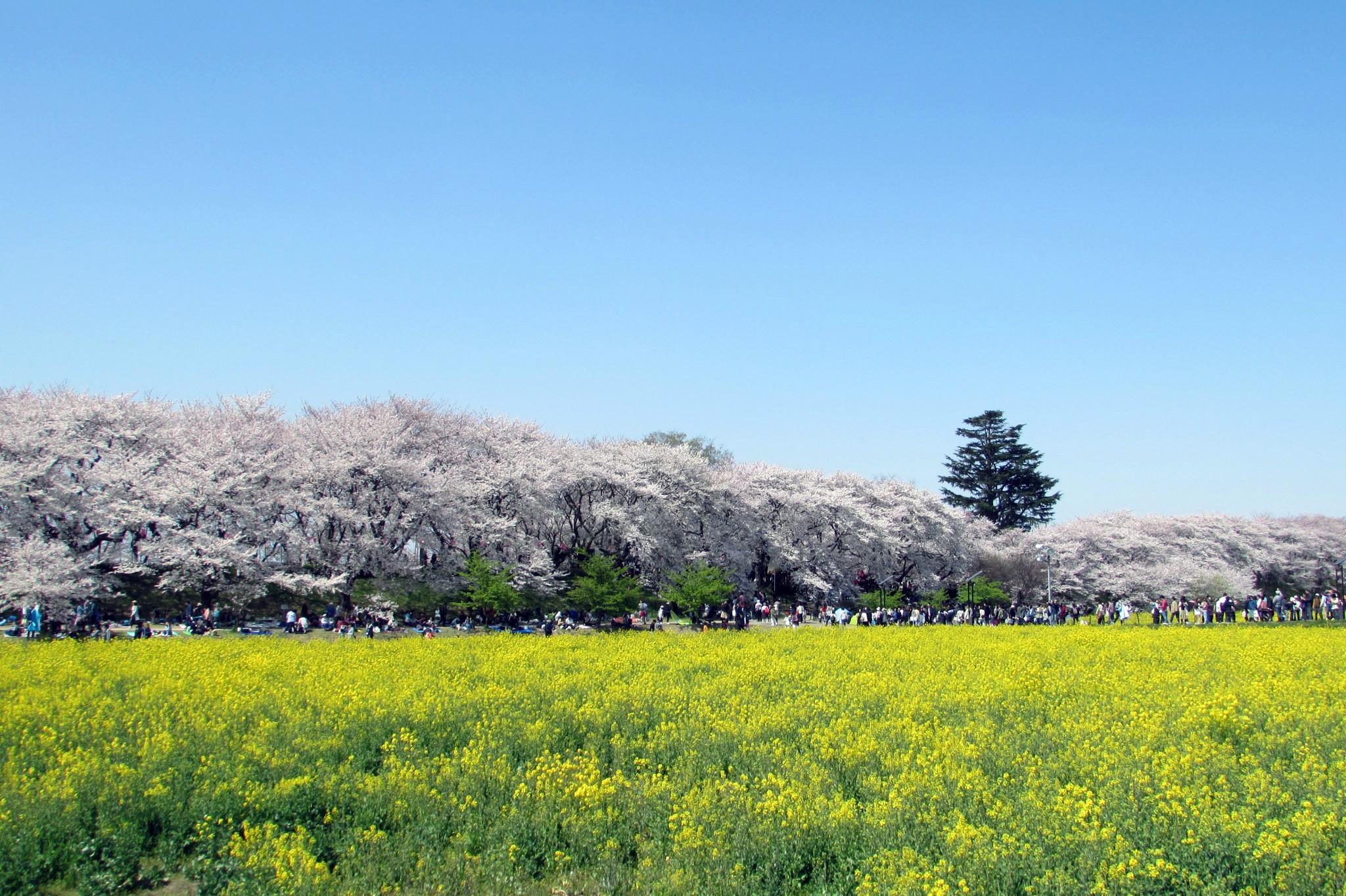 Saitama Prefecture, Satte Gongendo Sakura Tsutsumi (Prefectural Gongendo Park)