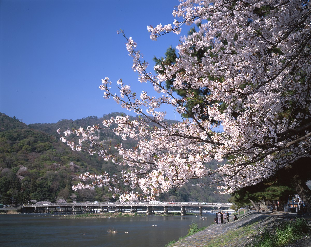 Kyoto Prefecture: Arashiyama
