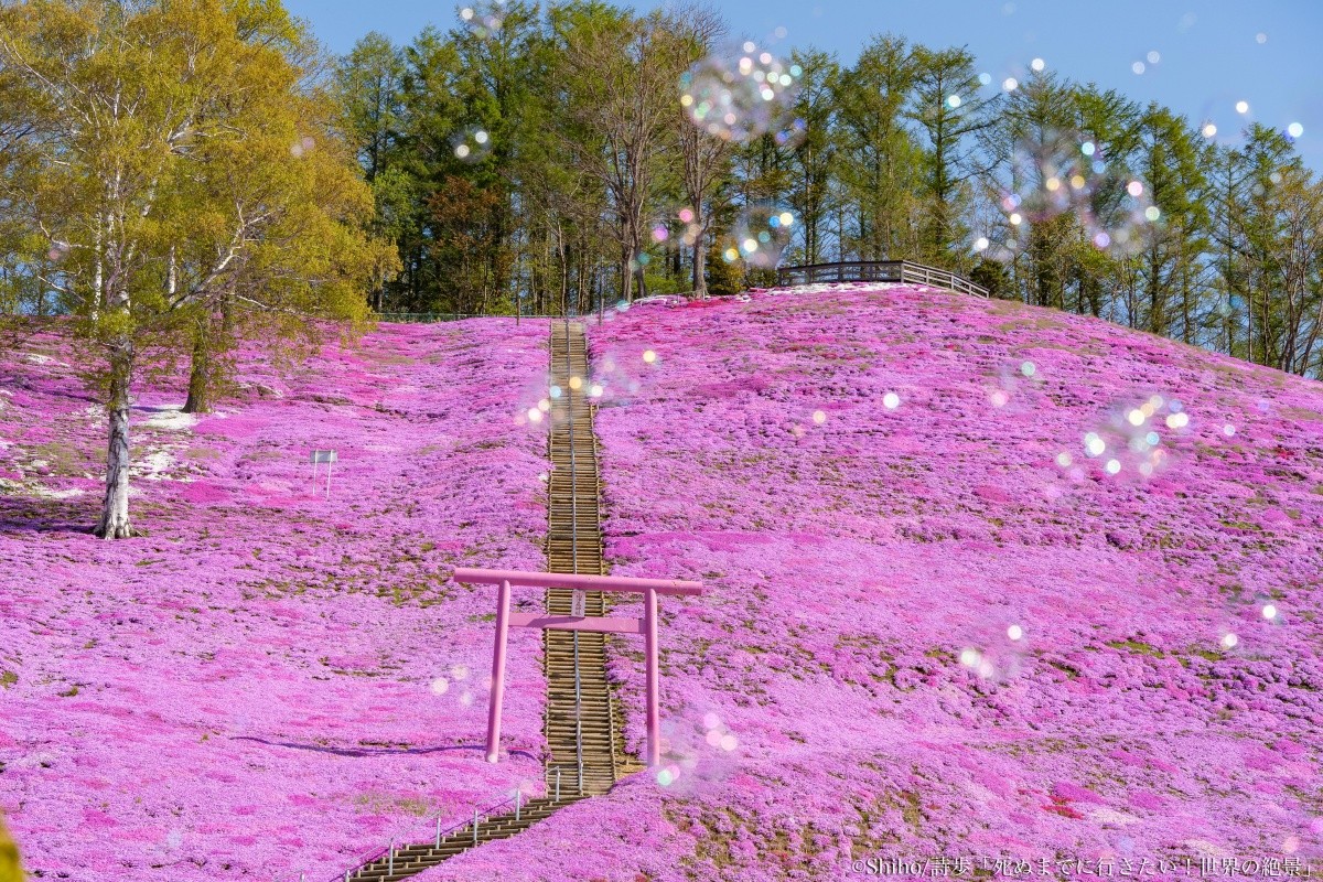 北海道網走「東藻琴芝櫻公園」