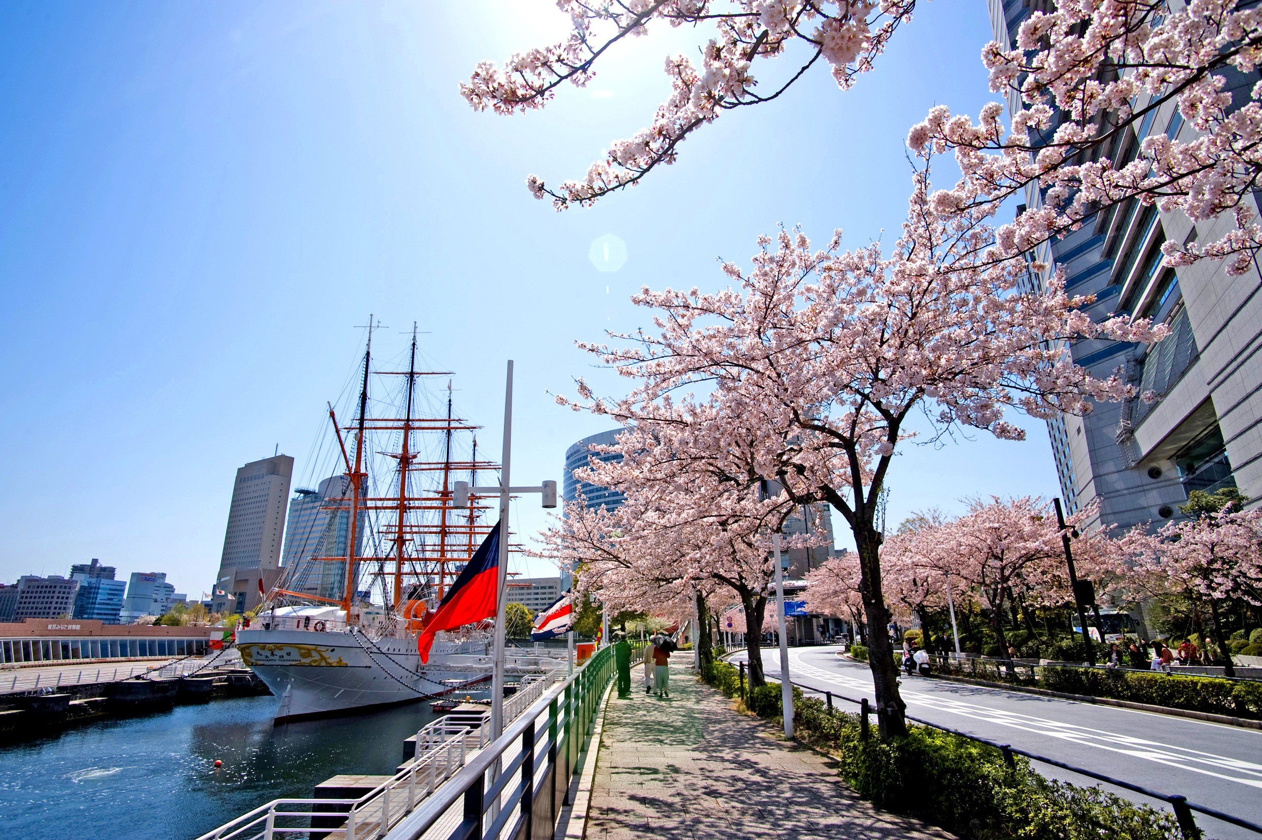 神奈川県 横浜みなとみらいのさくら通りなど 桜