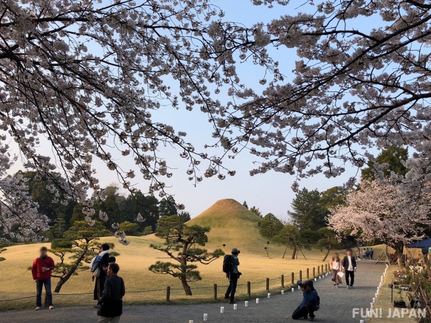 Kumamoto Prefecture: Suizenji Jojuen Garden Cherry Blossom
