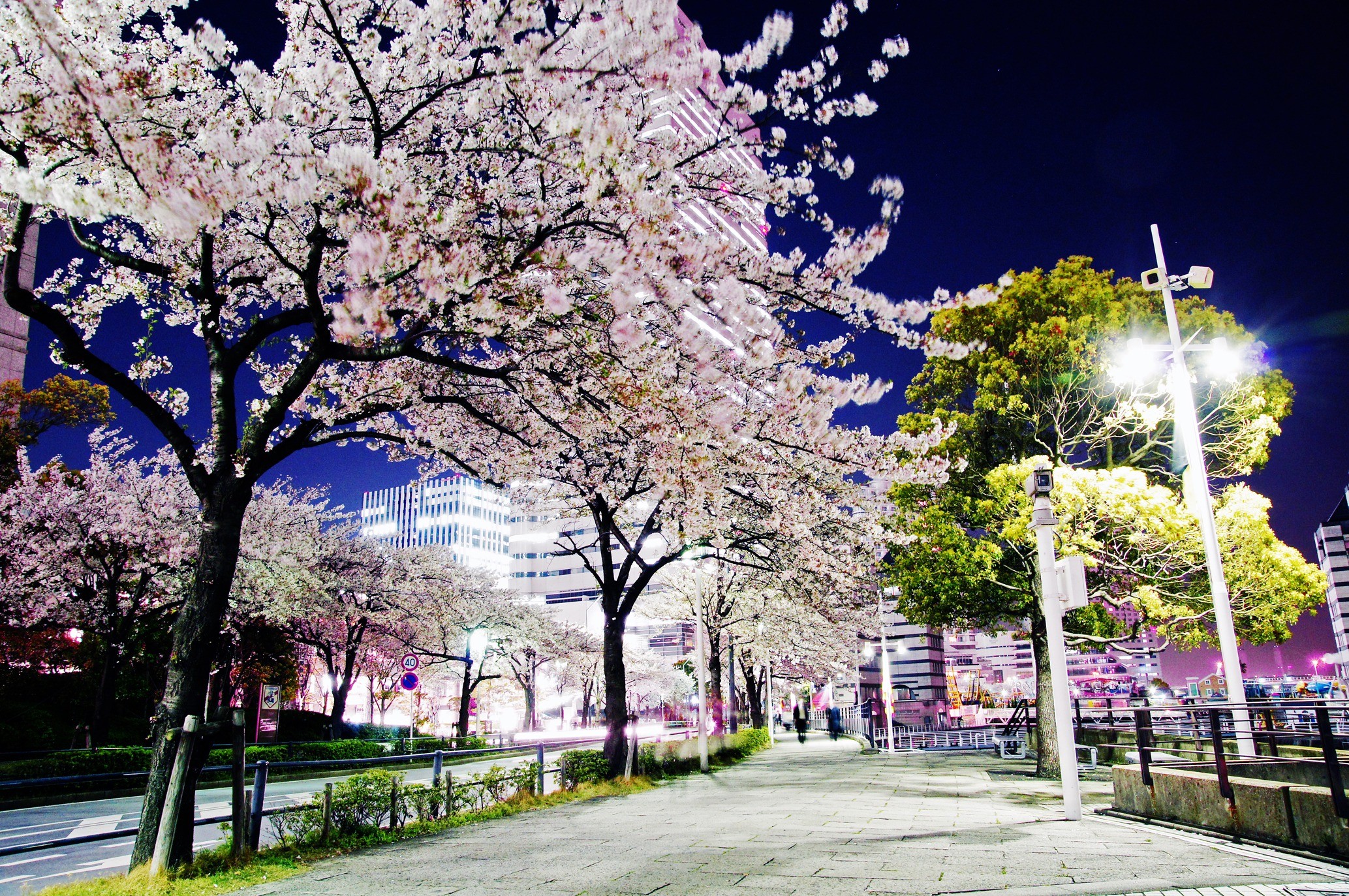 神奈川県 横浜みなとみらいのさくら通りなど 桜