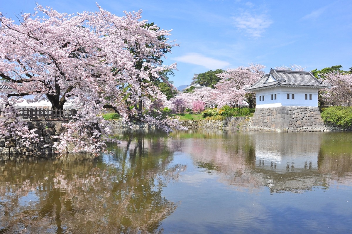 小田原城的櫻花魅力其一 環繞在天守閣與護城河外的300棵左右的櫻花齊放！