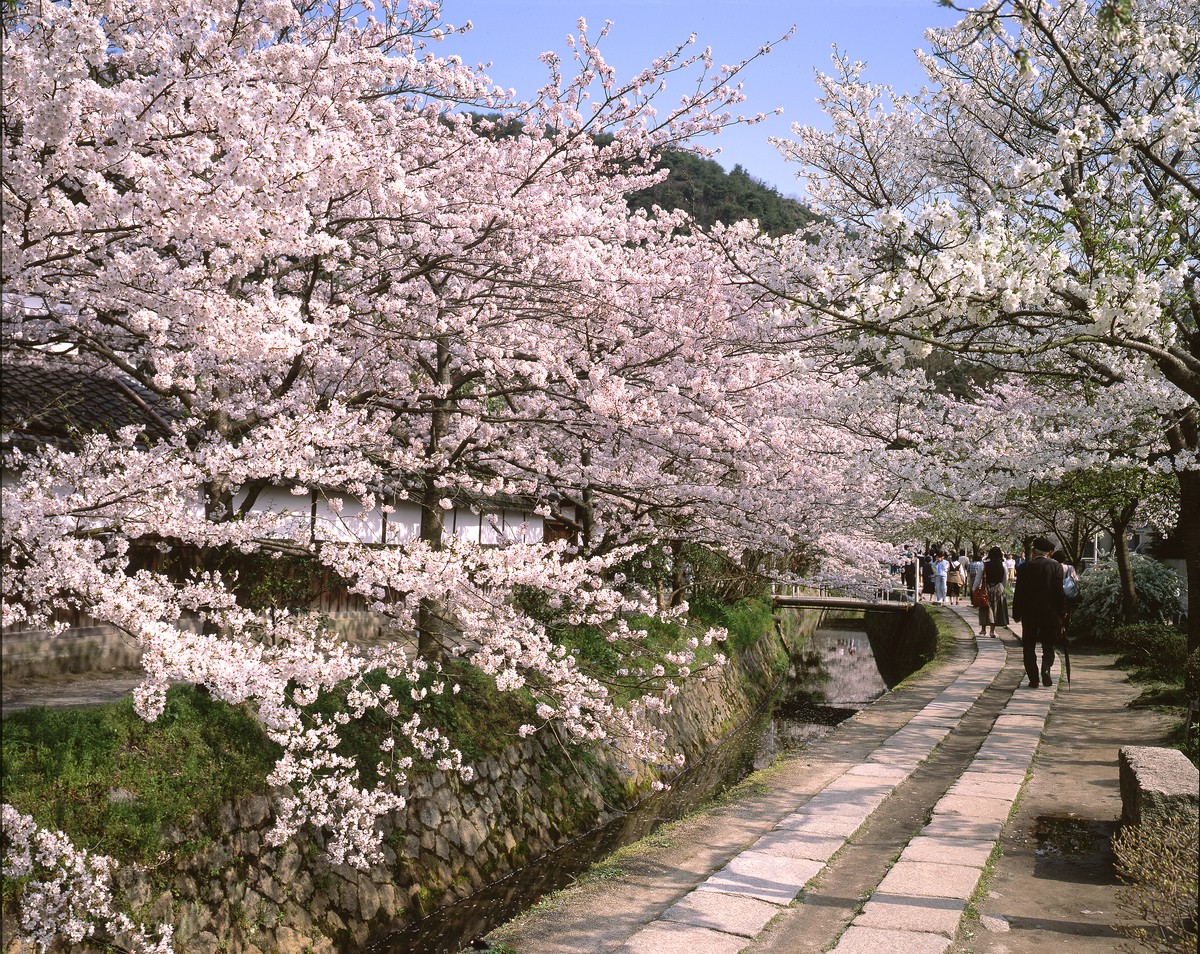 Kyoto Prefecture: Philosopher's Path