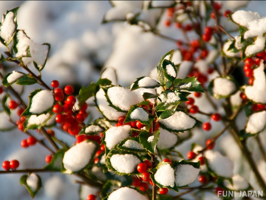 冬天出生的男孩，「柊」字名字超夯！
