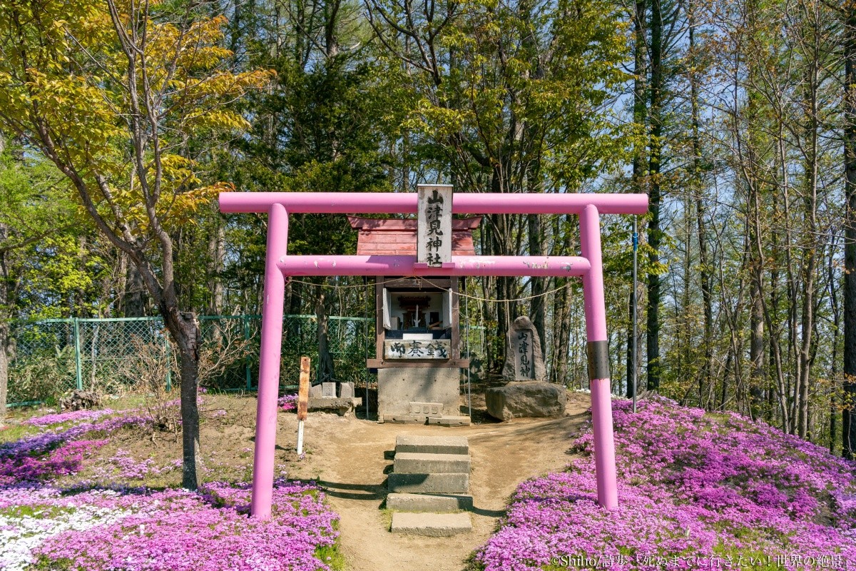 北海道網走「東藻琴芝櫻公園」粉紅色鳥居