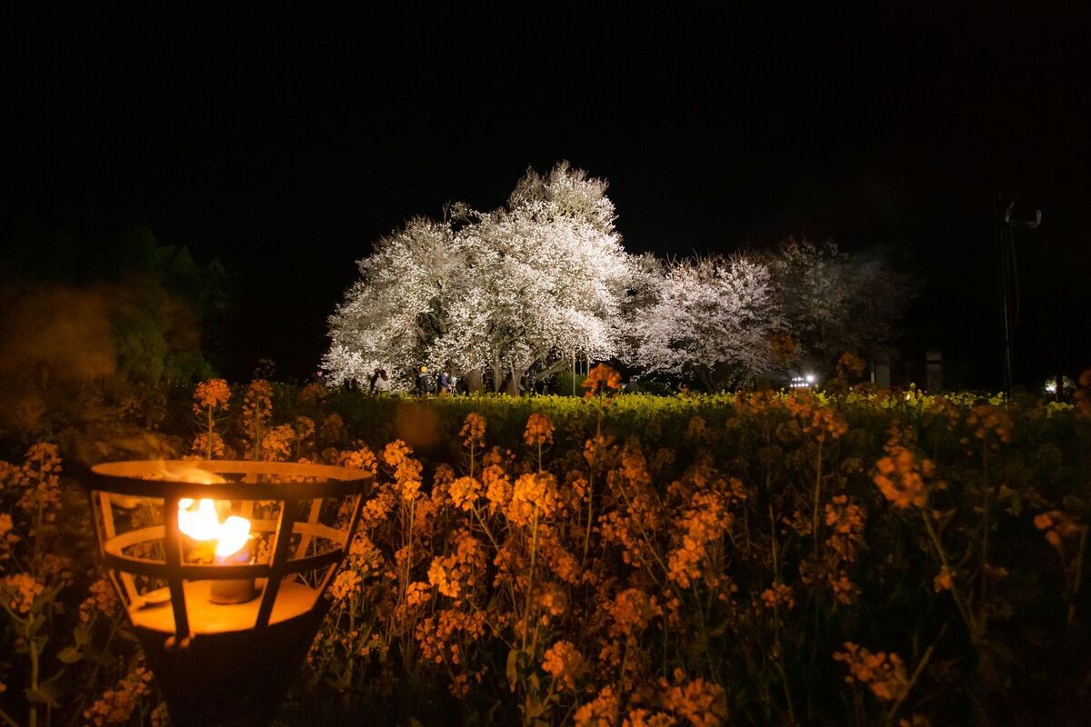 熊本県 「一心行の大桜」
