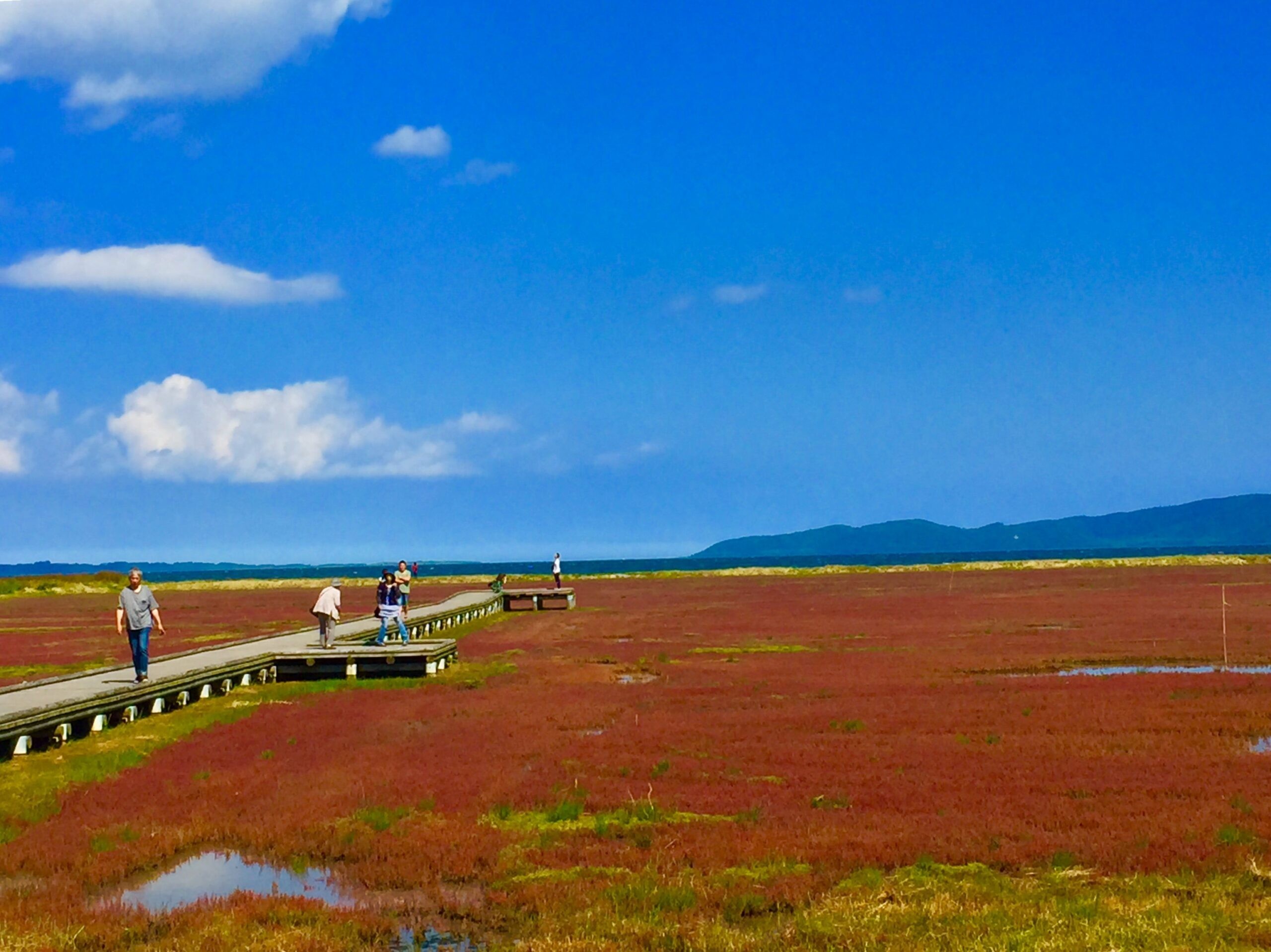 能取湖サンゴ草群落地