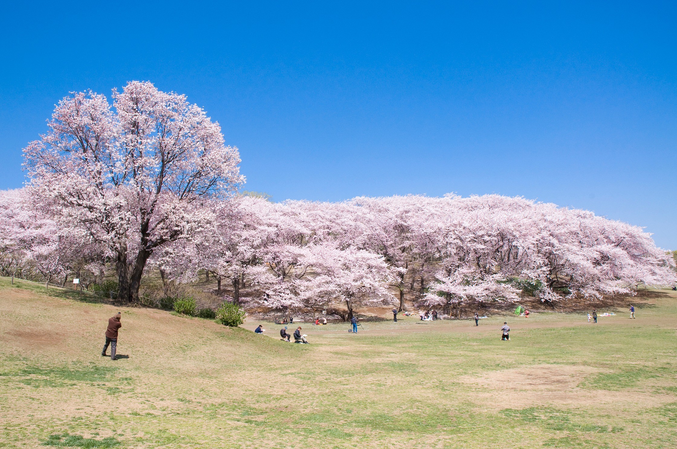 神奈川県 根岸森林公園 桜