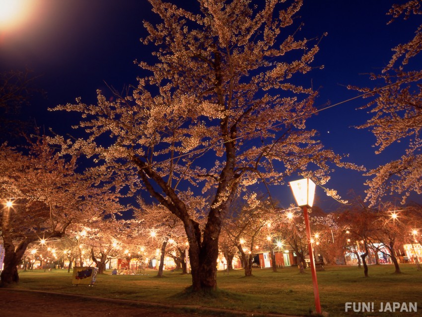 Cherry Blossoms at Aobagaoka Park, Mori Town