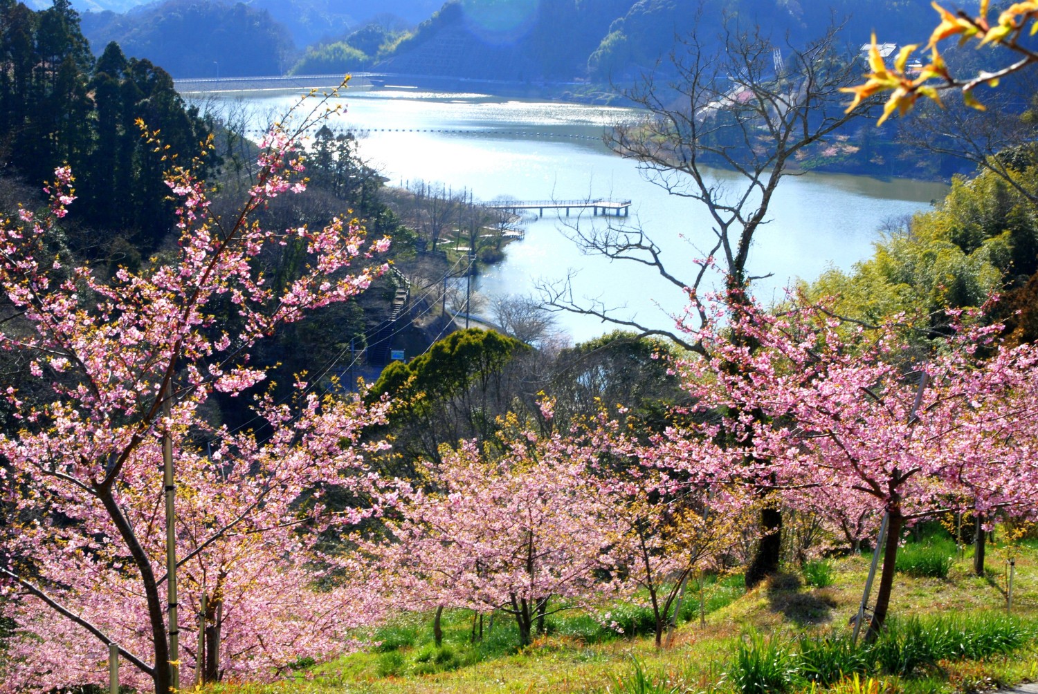 千葉県 佐久間ダム湖親水公園 桜