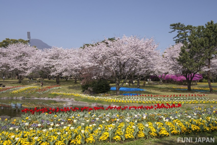 大分県 別府公園 桜