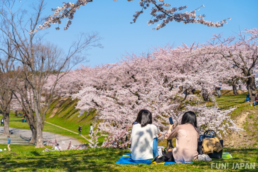 Hanami (cherry blossom viewing)