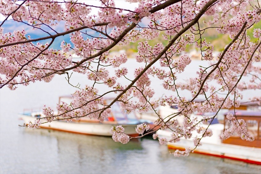 Kaizu Osaki: Enjoying showering of the falling cherry blossom while cycling