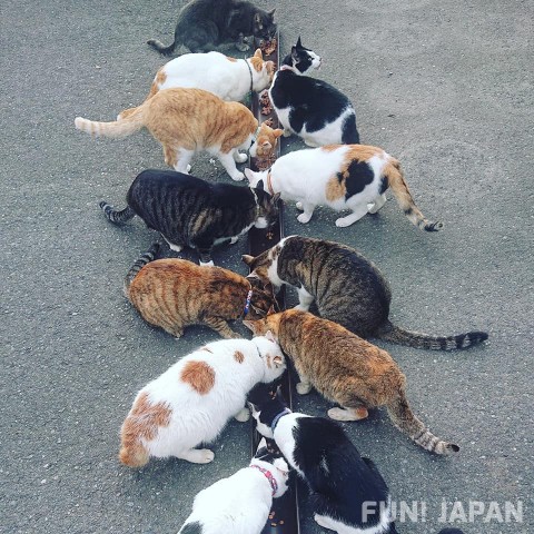 日本福井「貓寺」御誕生寺 貓咪食飯時間