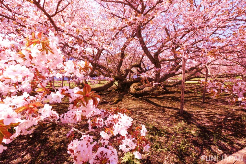 Cherry Blossom (Chishimazakura) in Notsuke, Betsukai Town