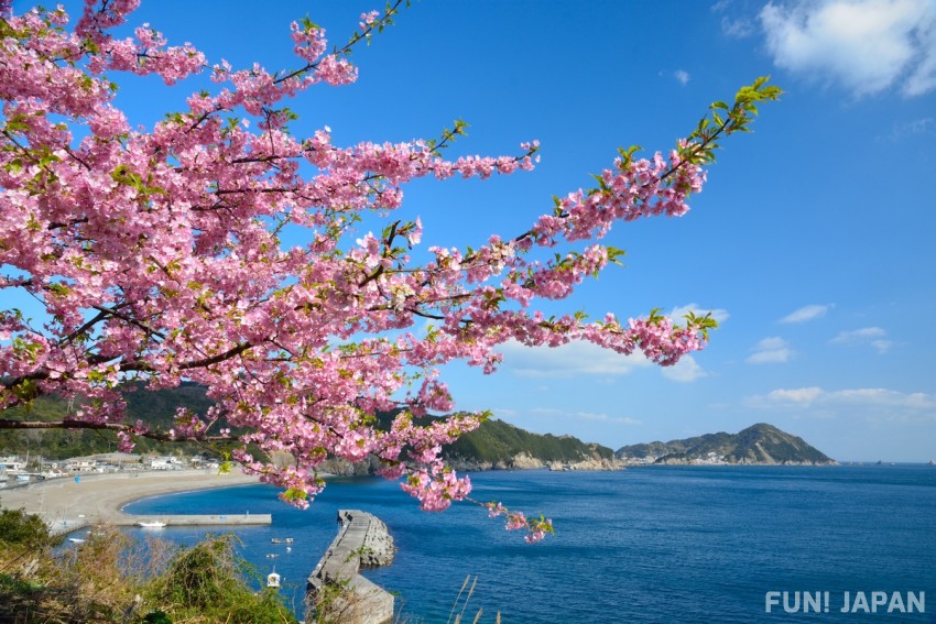 Oita Prefecture: Youra Peninsula Kawazuzakura Cherry Blossom